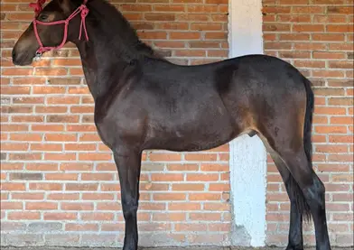 potrillo 7/8 de frison🏆