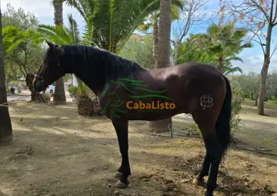 Caballo muy noble