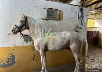 Venta