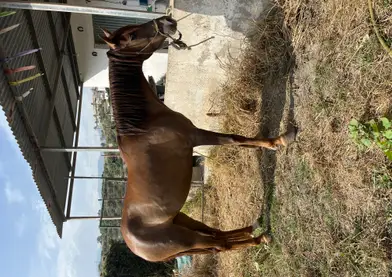 Yegua 5 años