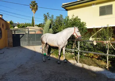 CABALLO PRE