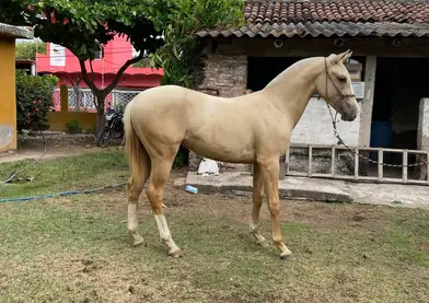 Bonita Potranca Ha Buen Precio Señores 🔥