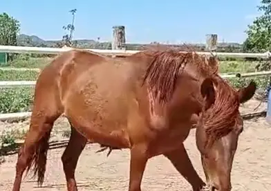 Potra pre alazana limpia