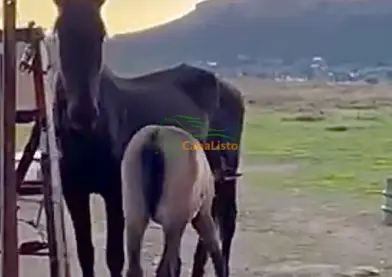 Potro