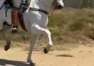 Hermoso español de calidad