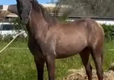 Potro pre 20 meses tordo con PRL