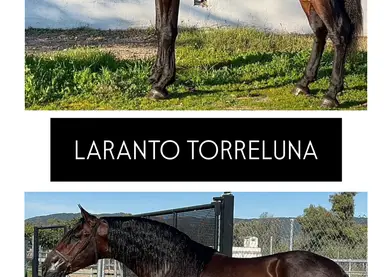 SEMENTAL LARANTO TORRELUNA