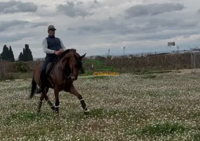 Caballo Anglo Luso del hierro de Raúl Martín Burgos
