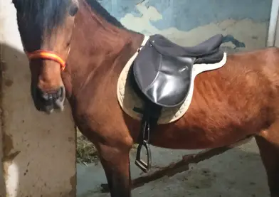 Caballo árabe entero colino montado 26 años 500€