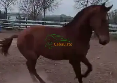 Potra pre alazana