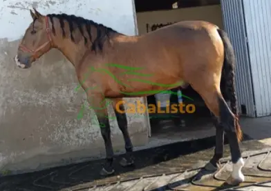Bayo dorado PRe nieto de ismaeli 1.62 barroco se está empezando a montar muy manso para hacer ganaderia o como capricho