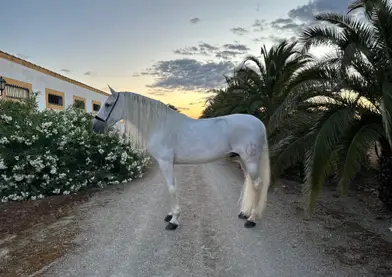 ESPECTACULAR CABALLO PRE CONCURSADO POR SERGIO RAMOS