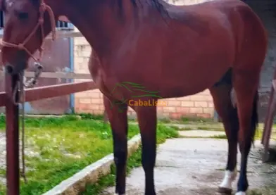 Lusitano