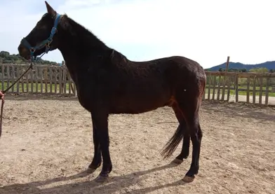SE VENDE CABALLO