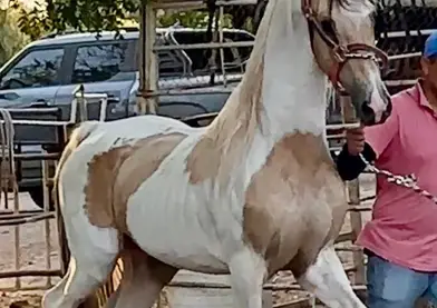 🌟 Gran Semental Pintas – Noble, de Buena Rienda y Productor de Crías Diluetas 🐴