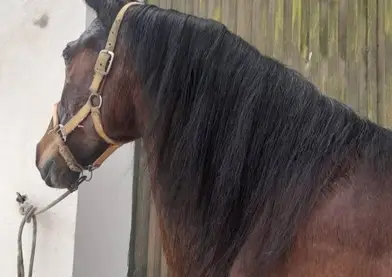 Se vende o se cambia espectacular yegua castaña con 13 añitos