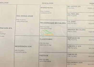 Se vende potra Hispano-árabe 50%