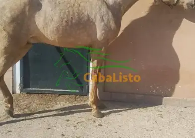 Potro pre palominos