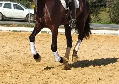 Caballo Pura Raza Español