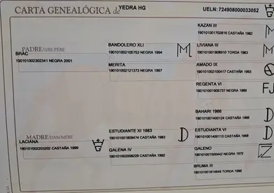 Yegua de cria