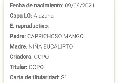 Yegua pre alazana