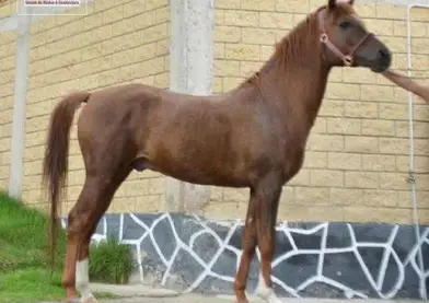 EJEMPLAR ÁRABE