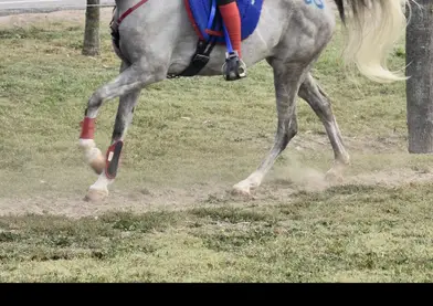 YEGUA ARABE