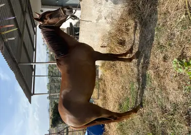 Yegua 5 años