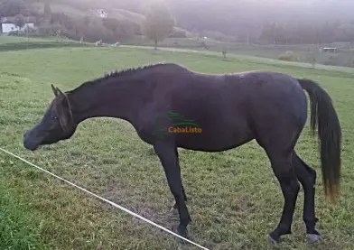 Potro