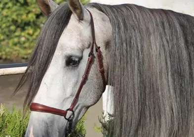Un caballo castrado