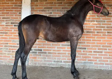 potrillo 7/8 de frison🏆