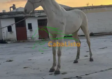 Se vende potro con 2 años y medio con 1'62 a la cruz limpio en placas y piro no es un potro barato inf por privado