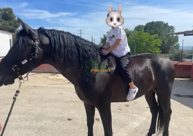Caballo PRE Negro