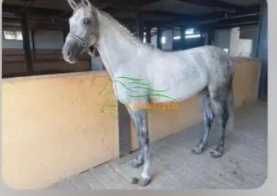 Se vende potro