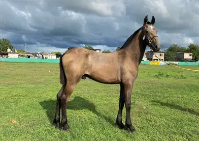 Bonito Potrillo 3/4 Frisian Buen Precio