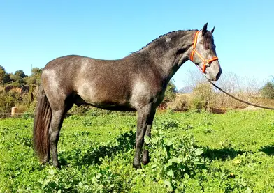 ESPECTACULAR PRE