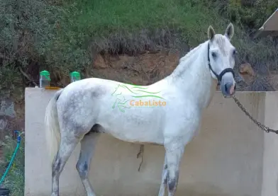 POTRO HIJO DE ROMERO DE TRUJILLO