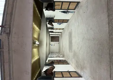 Pupilaje