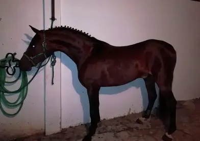 Se vende caballo guapo hispano árabe al 50%