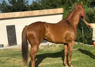 🔥 Yegua Corredora Disponible – 6 Años, Brava y Bien Conformada 🐎💨
