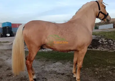 Palomino Pura raza española va hacer 3 años 1.63 linea Ismaeli