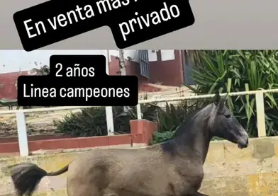 Potra PRE