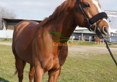 Pura sangre inglés, Caballo castrado, 8 años, 167 cm, Alazán