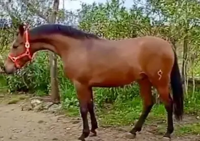 Potro