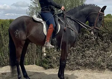 Se vende potro lusitano