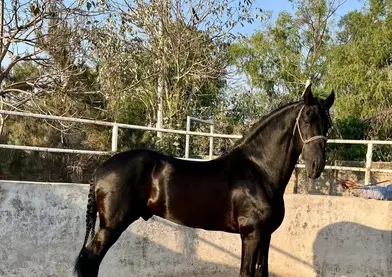 Potranca frisian 3 meses de edad