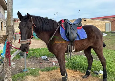 Pura sangre lusitano
