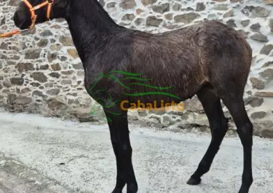 Potro