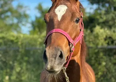 🔥 Yegua Corredora Disponible – 6 Años, Brava y Bien Conformada 🐎💨