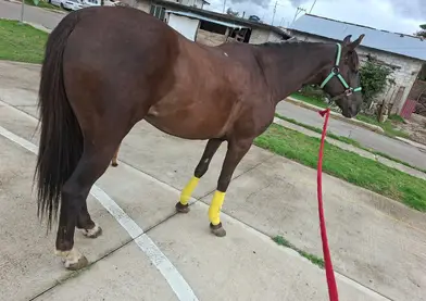 hermosa yegua alazana chocolata